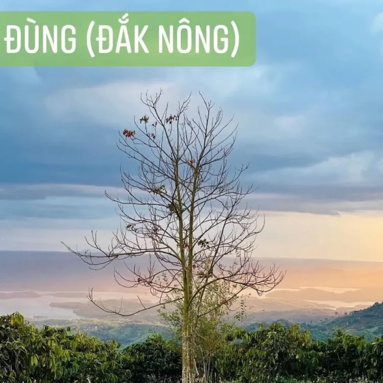 Đất mặt tiền 10m cửa ngõ Tà Đùng - 665m² - 100m² đất ở